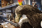 Taxidermied Steller's Sea Eagle at the Beaty Biodiversity Centre