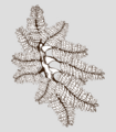 Hapsidophyllas flexibilis.png