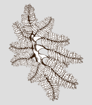 <i>Hapsidophyllas</i> Ediacaran rangeomorph fossil Hapsidophyllas flexibilis