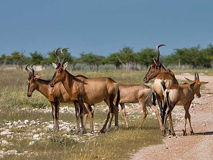 Hartebeest Hardebeest.jpg