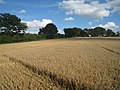 Harvested field margin - geograph.org.uk - 2566584.jpg