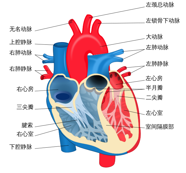 File:Heart diagram zh.svg