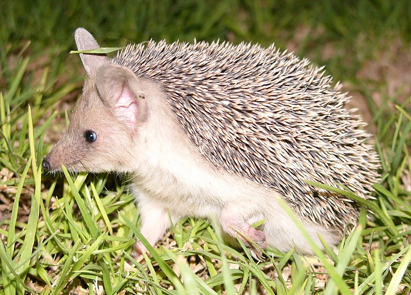 File:Hedgehog cyprus hg (cropped).jpg