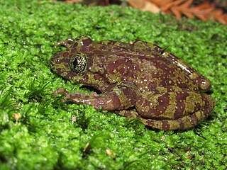 <span class="mw-page-title-main">Rose's ghost frog</span> Species of amphibian endemic to South Africa