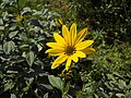 Helianthus tuberosus yellow Helianthus flower.jpg