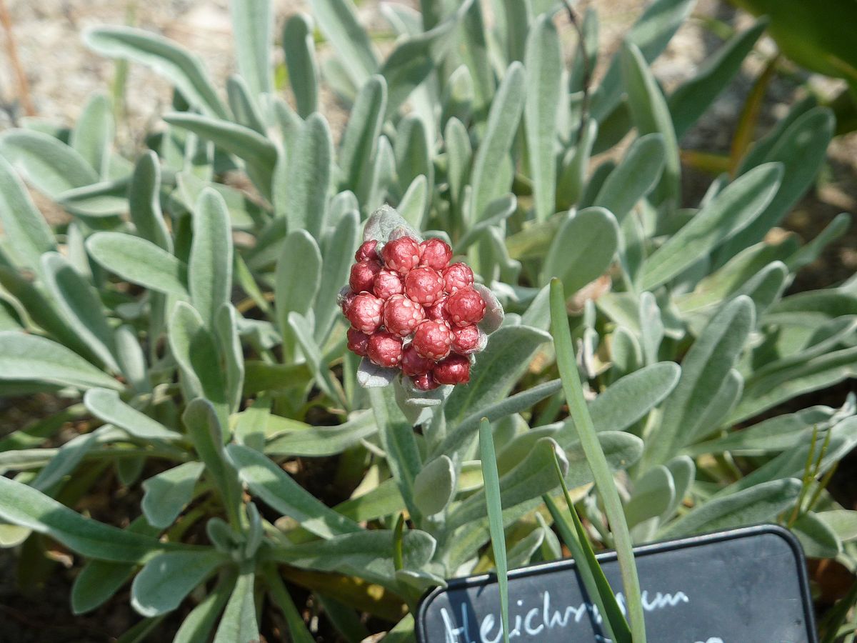 Ruby cluster strawflower