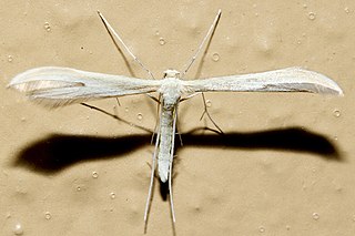 <i>Hellinsia pectodactylus</i> Species of plume moth