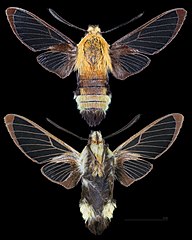 Hemaris diffinis