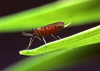 <i>Mayetiola</i> Genus of flies