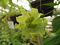 calyx and young fruit