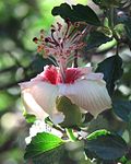 Miniatura para Hibiscus insularis