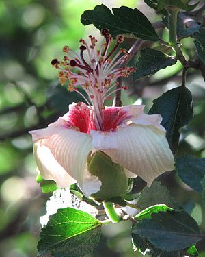 Hibiscus insularis.jpg