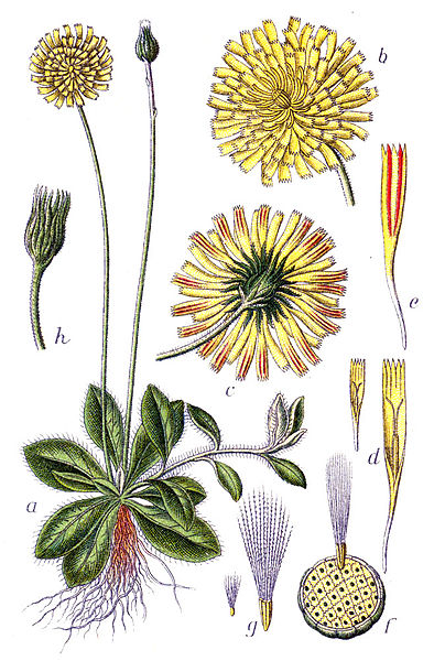 File:Hieracium pilosella Sturm56.jpg