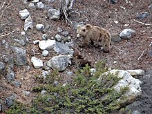 Ursul brun din Himalaya cu pui.JPG