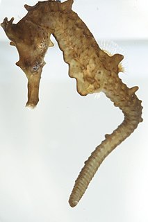 Crowned seahorse Species of fish