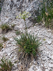 Hladnikia pastinacifolia1.jpg