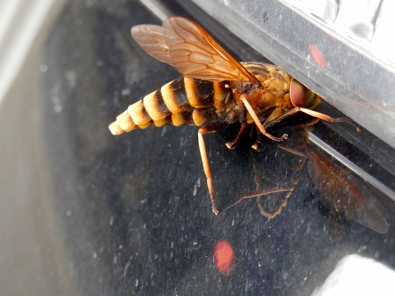 File:Hokkaido Tabanus chrysurinus.jpg