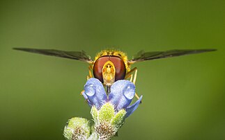 Un syrphe posé sur une fleur. (définition réelle 4 646 × 2 904)