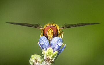 A hoverfly is resting on a small flower bud with dew drops on a humid overcast monsoon day in shivapuri nagarjun national park in kathmandu Nepal, the hover fly is a small fly capable of fast flying maneuvers and hovering skills. Photograph: Prasan Shrestha