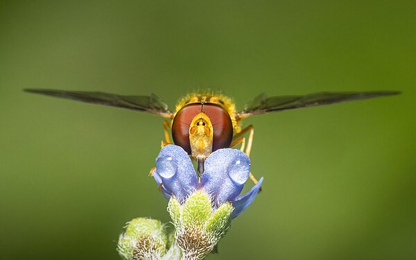 A hoverfly is resting on a small flower bud with dew drops on a humid overcast monsoon day in shivapuri nagarjun national park in kathmandu Nepal, the hover fly is a small fly capable of fast flying maneuvers and hovering skills. Photograph: Prasan Shrestha