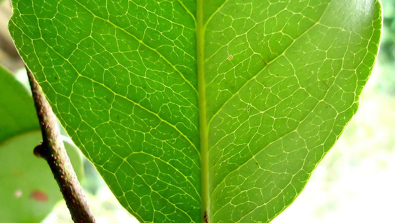 File:Humiriaceae sp., Atlantic forest, northeastern Bahia, Brazil (6243060299).jpg