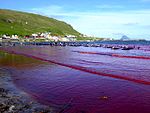 Hvalbaで漁獲があった日の浜の様子。伝統的に、獲れた小型鯨類の活け締め、血抜きを波打ち際で行うため、大漁ならば波打ち際は血で赤くなる。