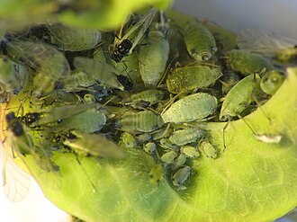 Hyadaphis on trumpet honeysuckle Hyadaphis nymphs adults.jpg