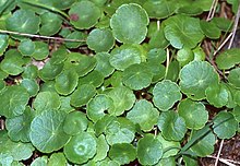 Hydrocotyle Vulgaris.jpg