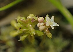 19.2.21 Gewöhnlicher Wassernabel