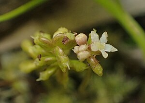 Hydrocotyle vulgaris