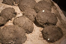 Eggs of the species Hypacrosaurus stebingeri Hypacrosaurus stebingeri nest.jpg