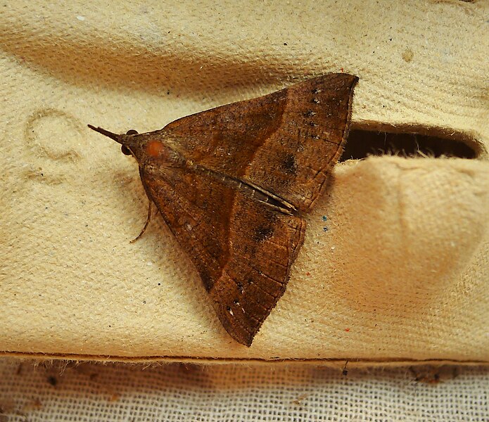 File:Hypena proboscidalis. Snout (42431352190).jpg