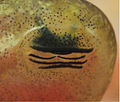 Hyperolius jackie tadpole oral disc.jpg