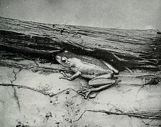 <i>Hyperolius picturatus</i> Species of frog