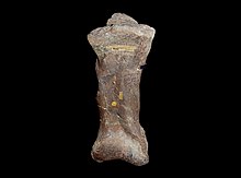 Metatarsal III foot bone of specimen NHMUK R1148n (formerly assigned to its own genus, Huxleysaurus) Hypselospinus bone NHM.jpg