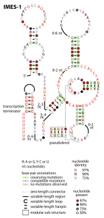 IMES-1 RNA motif