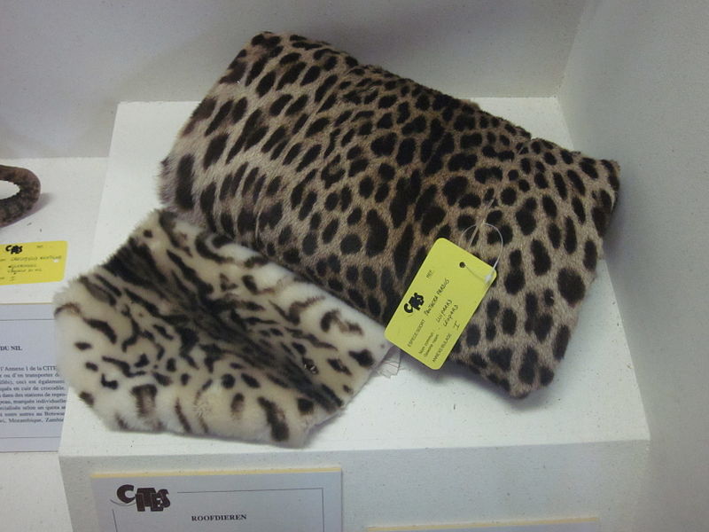 File:Illegally traded leopard pelt.JPG