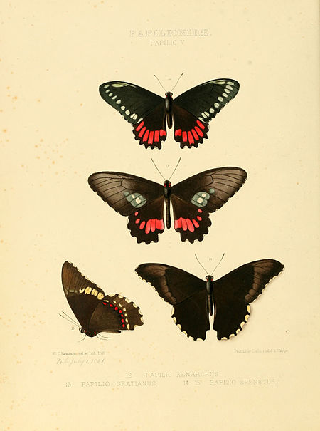 Papilio_epenetus