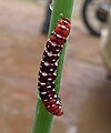 Indian Lily Moth (Caterpillar Stage).jpg