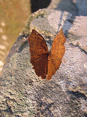 Indian brown butterfly