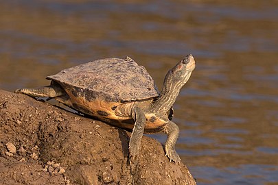 Indian tent turtle Pangshura tentoria India