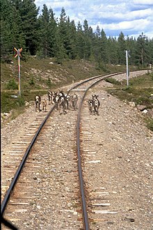 Reindeer on railway tracks in Sweden forcing the train to slow down. Inlandsbanan Reindeer.jpg