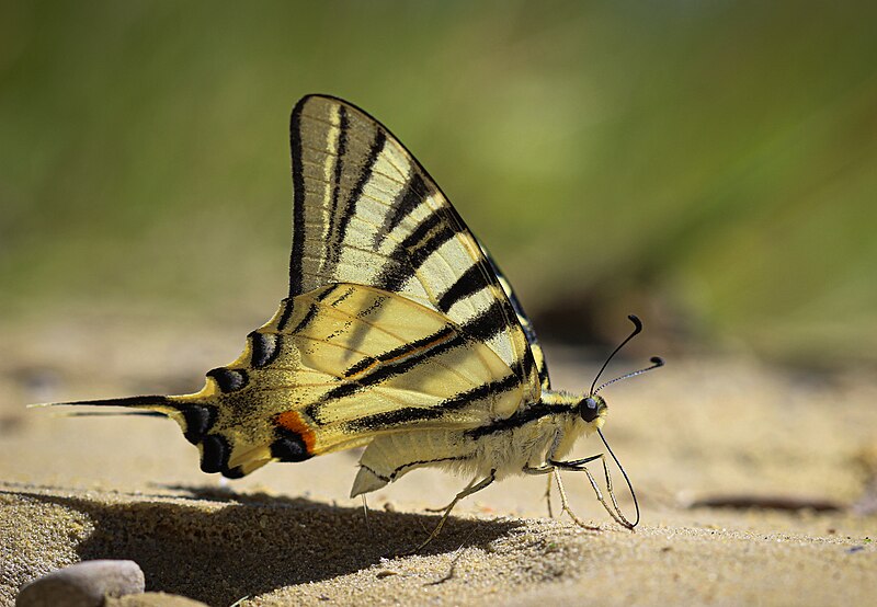 File:Iphiclides podalirius (Flambé).jpg