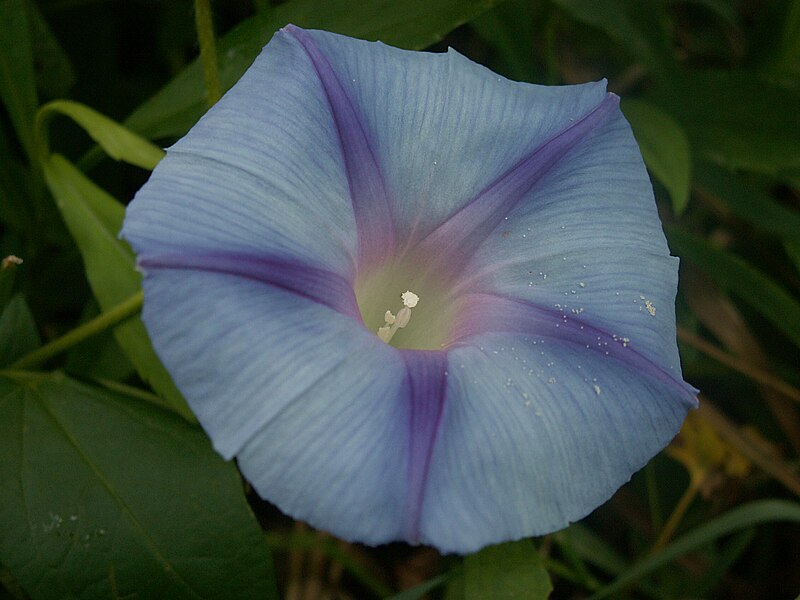 Ipomoea purpurea, pale blue