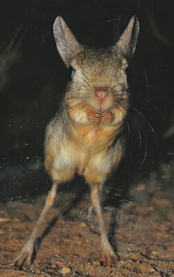 Grote gerbil (Jaculus orientalis)