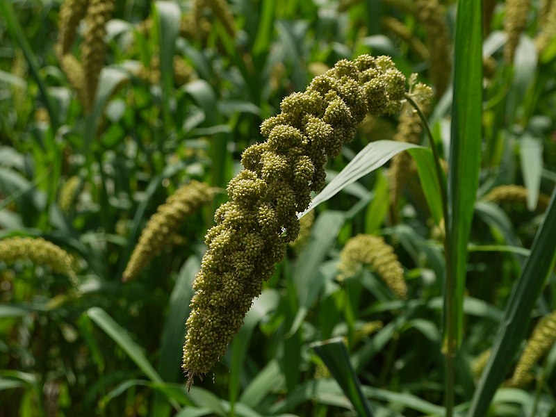 File:Japanese Foxtail millet 02.jpg