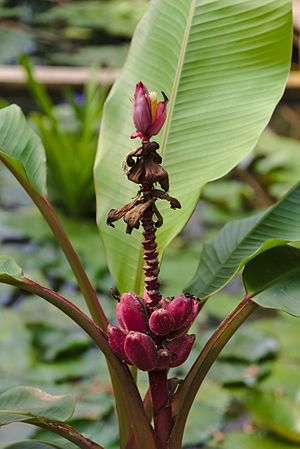 English: Pink banana Musa velutina in botanical garden "Jardin des Martels". Français : Bananier à fleurs roses Musa velutina au jardin botanique « Jardin des Martels ».