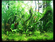 Akvaryumda Cryptocoryne türlerine dayalı su bahçesi.