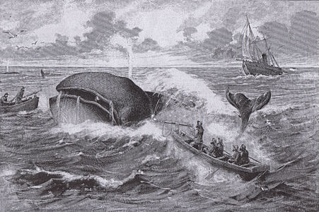 Whaling in the new way, wood engraving, 1885