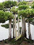 Thumbnail for File:John Naka's Goshin - National Bonsai &amp; Penjing Museum - Washington, D.C. - Stierch - A.jpg